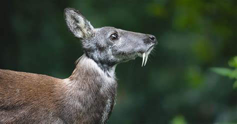 Vampire Deer Facts Why Some Deer Have Fangs World Deer