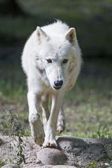 Arctic Wolf Walking Wolf Walking Wolf Poses Arctic Wolf