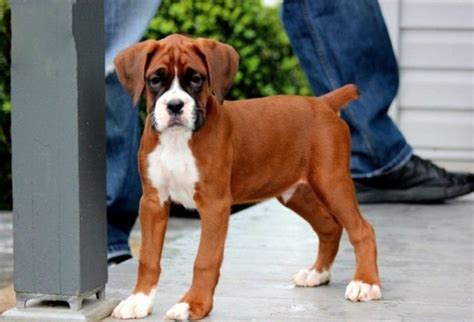 Buy local boxer puppies and adopt them, now cute boxer puppies are ready to shift their new home, search european boxer below are puppies ready for their new homes now. Boxer Puppies For Sale | Puppy Adoption | Keystone Puppies