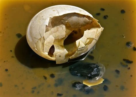 Are Rotten Eggs Bad For Dogs