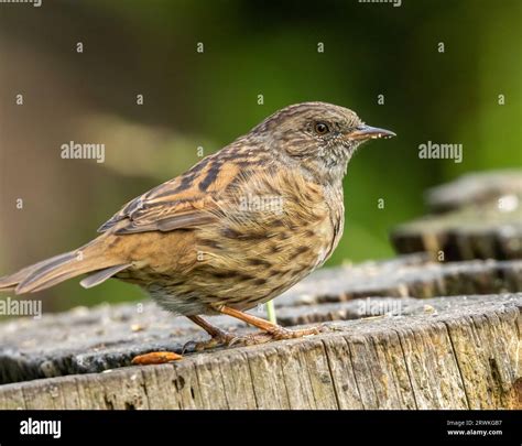 Beautiful Little Brown Bird The Dunnock Also Called A Hedge Sparrow