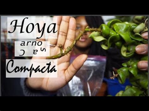 They store water in their waxy leaves. Potting My Hoya Carnosa Compacta Propagation | Hindu Rope ...