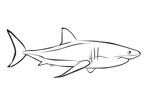 Shark coloring pages