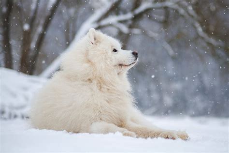 Samoyed Dog Breed Information And Characteristics Daily Paws