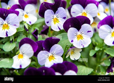 Heartsease Viola Flower Viola Genus Of Flowering Plants In Violet