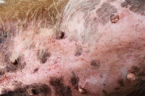 Common Skin Problems In Dogs