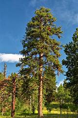  in the southern united states, yellow pine refers to longleaf pine, shortleaf pine, slash pine, or loblolly pine. How do pine trees grow? - Ency123