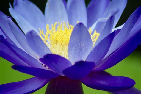 Deep Purple Lotus Flower In Closeup Stock Image Image Of Flower