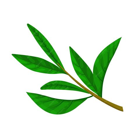 Premium Vector Tea Leaves Vector Botanical Illustration Green And