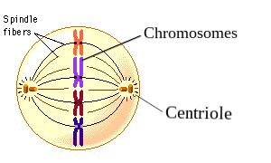 In animal cells, the mitotic spindle appears as asters that surround each centriole pair. Does the chromosomal microtubule from kinetochore and ...