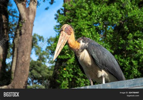 Imagen Y Foto Giant Marabou Stork Prueba Gratis Bigstock