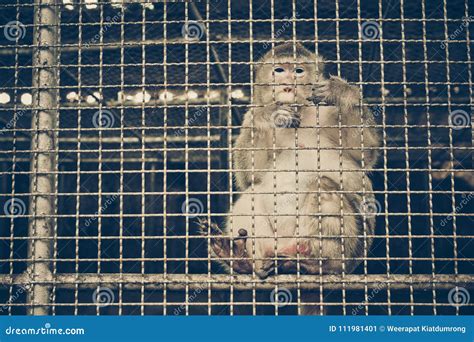 Macaco Que Sente Triste Na Gaiola Imagem De Stock Imagem De Liberdade Sentimento 111981401