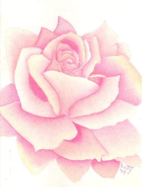 Simply Pink Rose Drawing By Dusty Reed