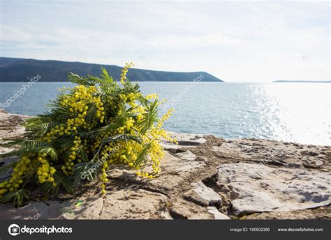 Fiori gialli mediterranei / fiori mediterranei formula t gocce 20 ml. Bouquet di fiori gialli di mimosa giace sulla spiaggia ...