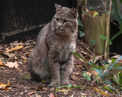 Bobcat Sighting Reported Near National Zoo Wtop