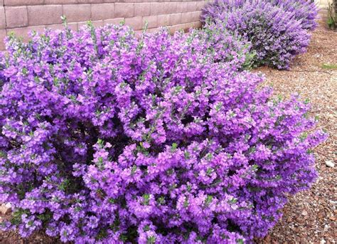 Also Known As Wild Lilac Texas Ranger Wows With Vibrant Lavender