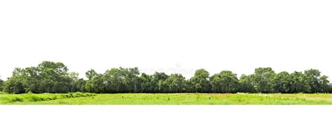 View Of A High Definition Treeline Isolated On White Stock Image