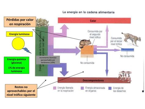 Ppt La Energía En El Ecosistema Flujo De Materia Y Energía En El