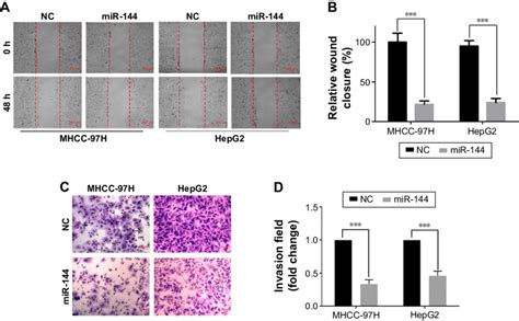 effect of mir 144 on growth and invasion of hcc cell in vitro notes download scientific