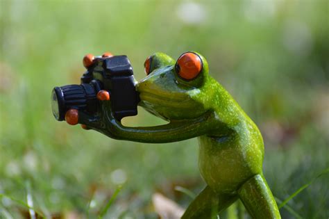 Free Images Camera Photographer Wildlife Green Amphibian Fauna