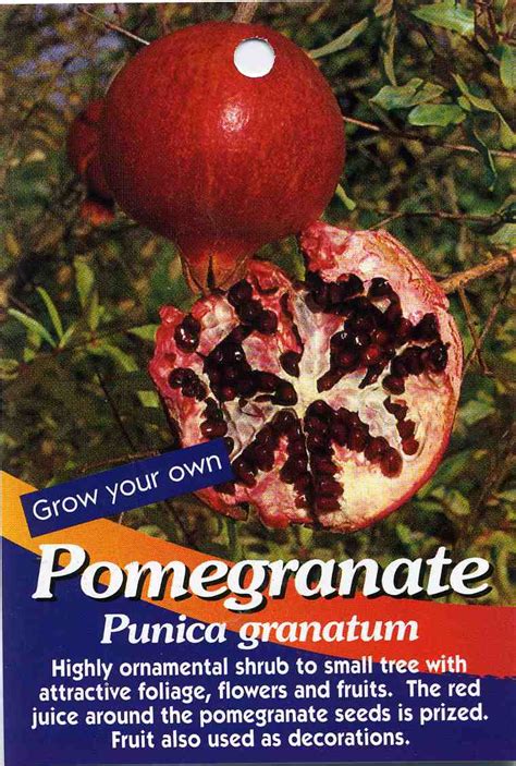 Check spelling or type a new query. Pomegranate Tree - Punica Granatum - Highly ornamental ...