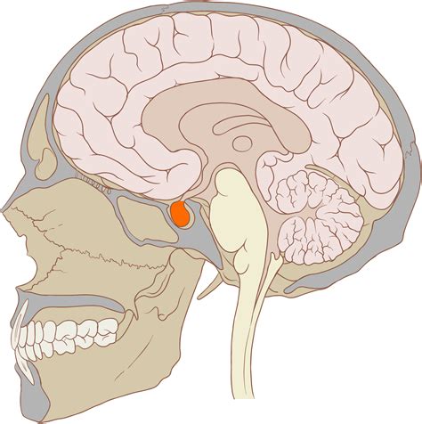 What Is The Function Of The Pituitary Gland Example
