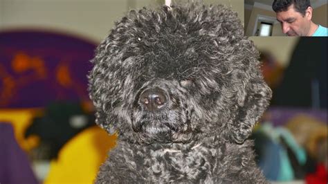Modern Poodle haircut from dog grooming book - YouTube