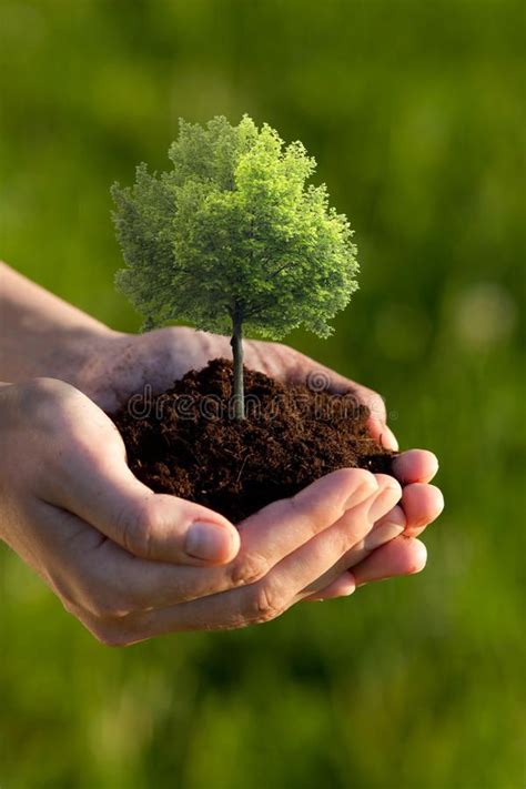 Hands Holding Small Tree Two Cupped Hands Holding A Small Tree Planted