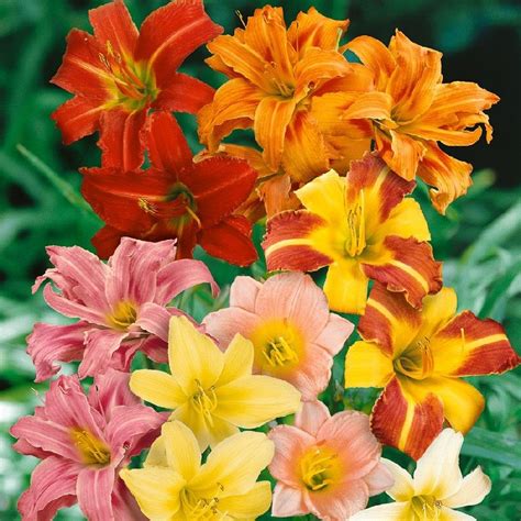 Our Daylily Mixed Colors Collection Is Perfect For The Daylily Fanatic
