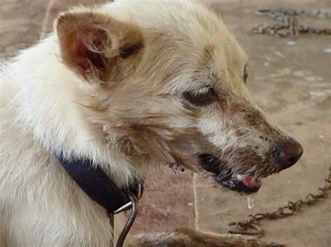 Rabies and dog bite prevention – AACL