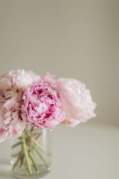 What other names is peony known by? Pink Peonies - Hej Doll | Simple modern living by Jessica ...