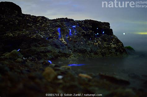 Stock Photo Of Bioluminescent Sea Fireflies Vargula Hilgendorfii