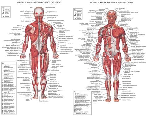 All Muscle Names Of Body Of Women Human Anatomy Gallery Of Female
