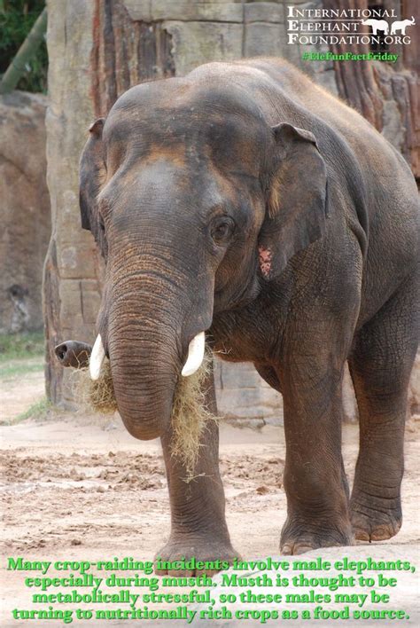 IntlElephantFoundatn on Twitter | Male elephant, Fun fact friday, Elephant