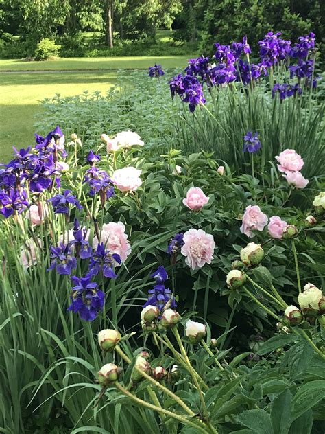 Sunny Perennial Border With Peonies Iris And Monarda Garden Design By