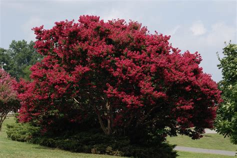 Common Flowering Trees For Zone 9 Choosing Trees That Flower In Zone 9