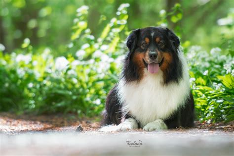 Look at this extremely adorable black tri aussie puppy! Black tri Australische herder | Black tri Australian shepherd