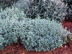 What are the best varieties for zone 5b? 1000+ images about Shrubs - Colour Blue on Pinterest ...