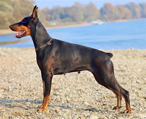How much is a doberman pinscher cost? Doberman Pinscher