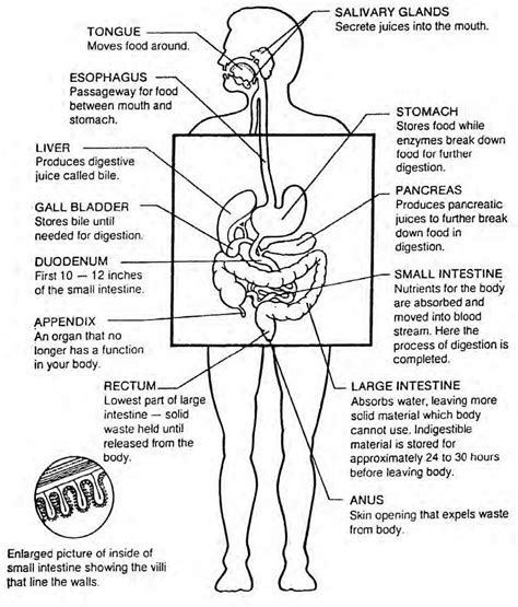 images  digestive system basic human anatomy