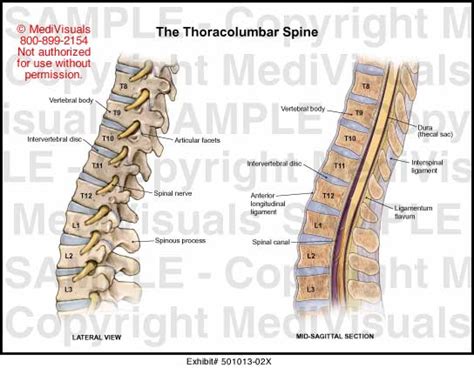 Medivisuals The Thoracolumbar Spine Medical Illustration