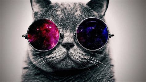 Free Galaxy Cat Wallpaper Downloads 100 Galaxy Cat Wallpapers For