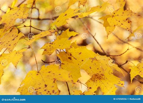 Closeup Of Yellow Autumn Leaves Stock Photo Image Of Natural Closeup