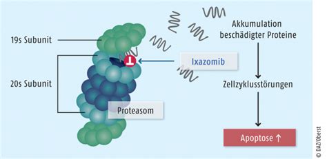 The proteasome subcomponents are often referred to by their svedberg sedimentation coefficient (denoted s).the proteasome most exclusively used in mammals is the cytosolic 26s proteasome, which is about 2000 kilodaltons (kda) in molecular mass containing one 20s protein subunit and two 19s regulatory cap subunits. Erster oraler Proteasom-Inhibitor