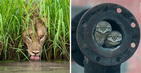 30 Of The Best Wildlife Photos Of 2018 Part 1 Read This