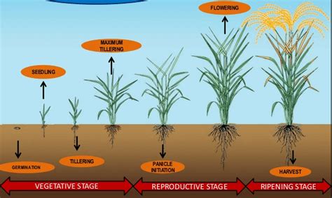 Life Cycle Diagram Of Rice