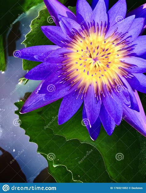 Purple Water Lily Flowers Blooming In The Natural Gardens Stock Photo