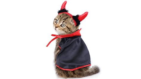 The 9 Best Halloween Costumes For Cats