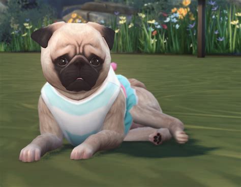 Pugs For The Sims 4 By Ouijasims Spring4sims Sims Pets Sims 4 Pets