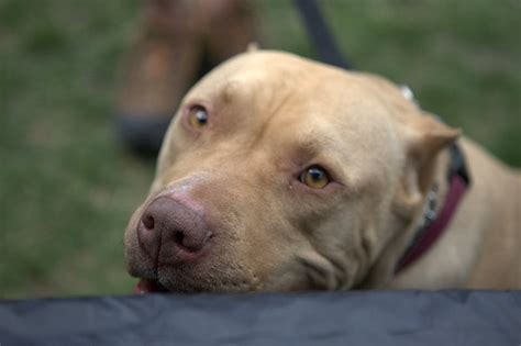 Precious & base metals and. Veterinary Medical Terminology 101: Crypto- | Pawsitively Pets